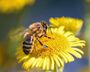 abeilles
